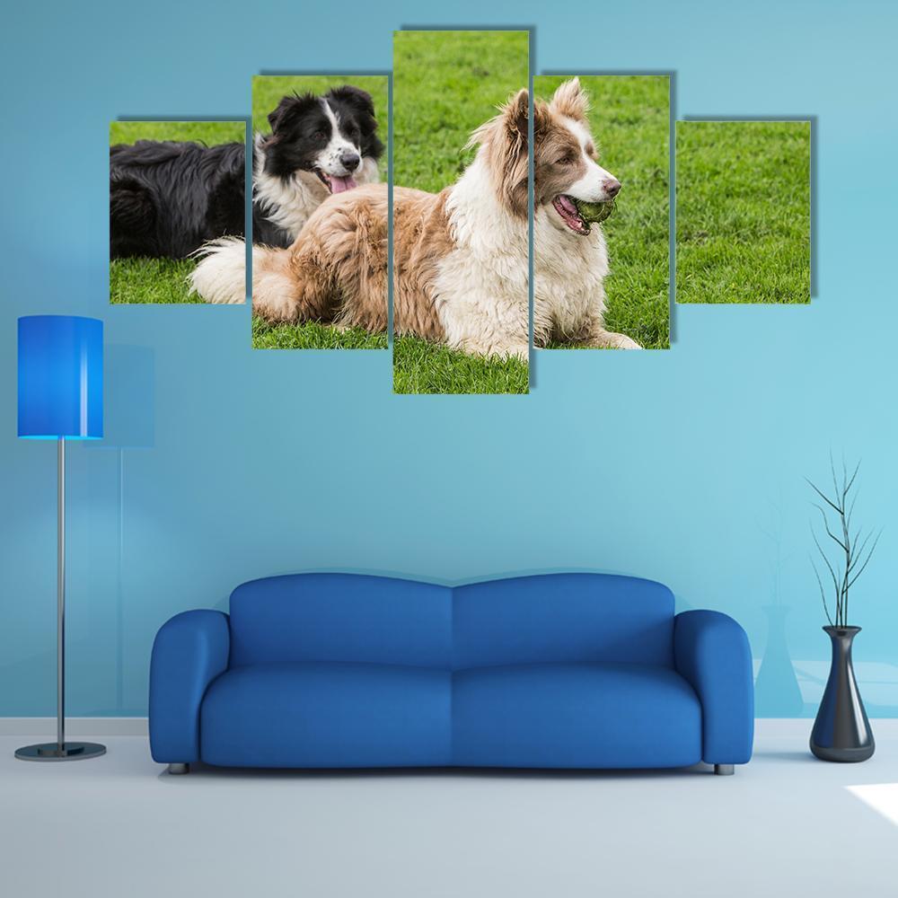 Border Collie Dogs - Animal 5 Panel Canvas Art Wall Decor Border Collie Dogs - Animal 5 Panel Canvas Art Wall Decor
