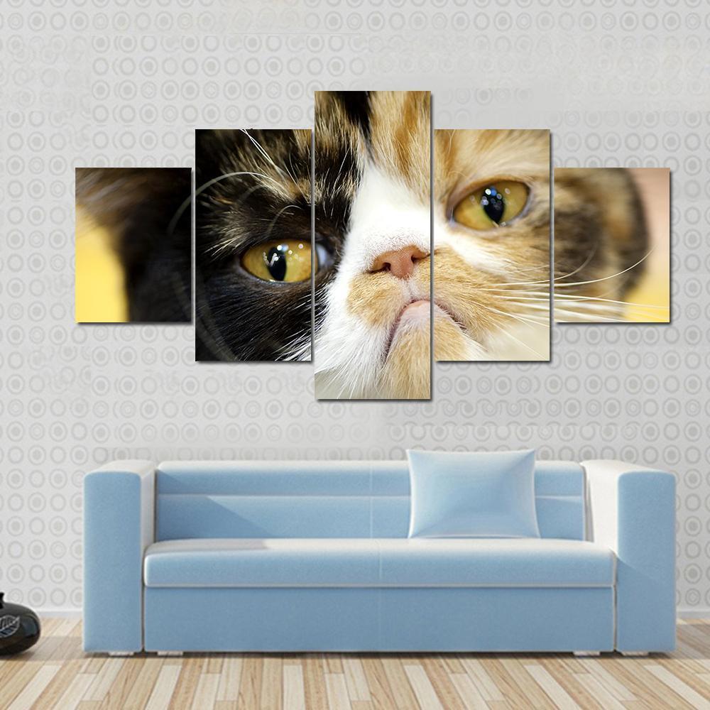 Cat Grumpy Facial Expression Exotic Tortoiseshell - Animal 5 Panel Canvas Art Wall Decor Cat Grumpy Facial Expression Exotic Tortoiseshell - Animal 5 Panel Canvas Art Wall Decor