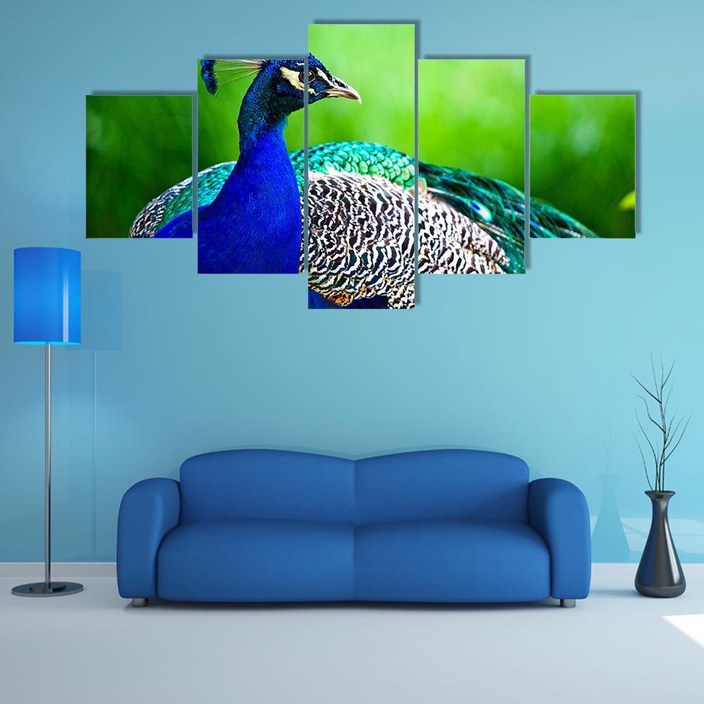 Close-Up Of Indian Peacock - Animal 5 Panel Canvas Art Wall Decor Close-Up Of Indian Peacock - Animal 5 Panel Canvas Art Wall Decor