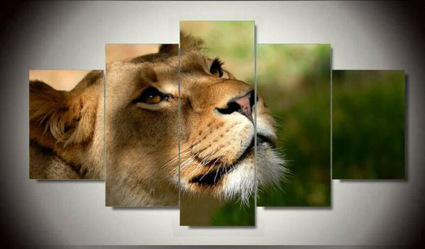 Lioness Closeup - Animal 5 Panel Canvas Art Wall Decor Lioness Closeup - Animal 5 Panel Canvas Art Wall Decor