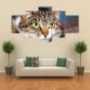 The Cat Lies On A Wooden Surface - Animal 5 Panel Canvas Art Wall Decor