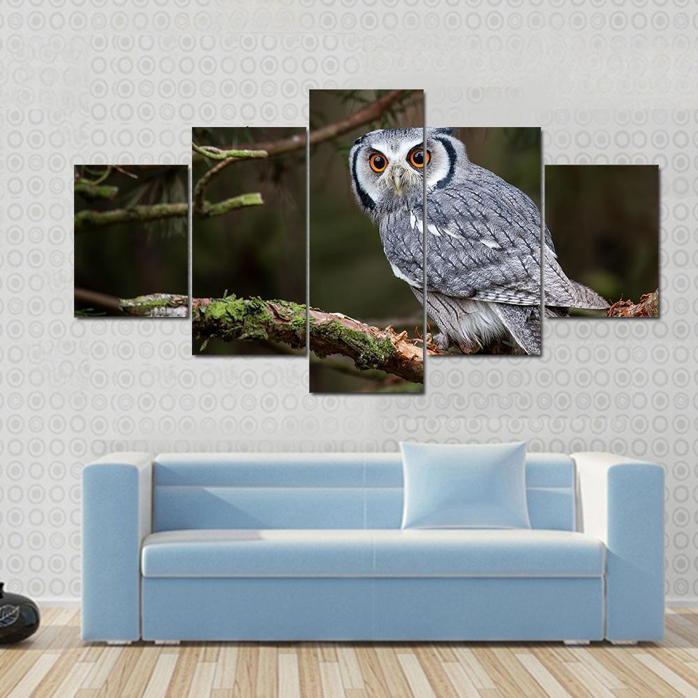 White Faced Scops Owl - Animal 5 Panel Canvas Art Wall Decor White Faced Scops Owl - Animal 5 Panel Canvas Art Wall Decor
