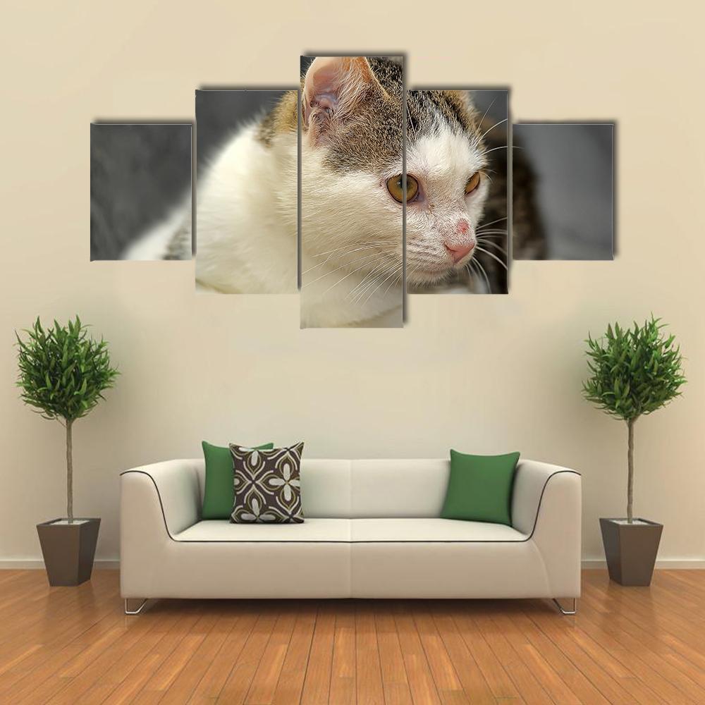 Young Cat With A Peeled Nose - Animal 5 Panel Canvas Art Wall Decor Young Cat With A Peeled Nose - Animal 5 Panel Canvas Art Wall Decor
